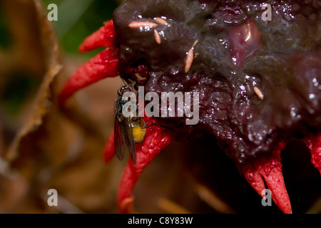 Volare su alimentazione stinkhorn anemone (Aseroe rubra) crescita selvaggia. Esher comune, Surrey, Regno Unito. Foto Stock