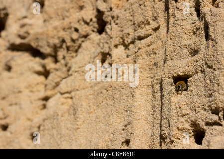 Mining bee (Colletes hederae) emergenti dalla sua tana in una parete verticale di terra sabbiosa. Dorset, Regno Unito. Foto Stock