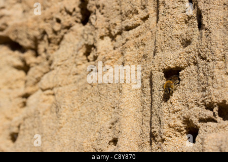 Mining bee (Colletes hederae) emergenti dalla sua tana in una parete verticale di terra sabbiosa. Dorset, Regno Unito. Foto Stock