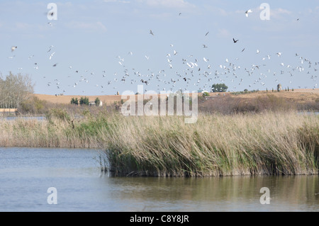 Parque Nacional de las Tablas de Daimiel Castilla Spagna Foto Stock