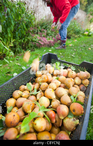 Le pere che vengono raccolte per rendere Perry in un frutteto a Acorn banca, vicino a Penrith, Cumbria, Regno Unito. Foto Stock