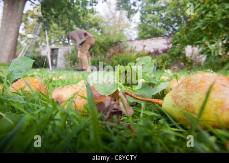 Le pere che vengono raccolte per rendere Perry in un frutteto a Acorn banca, vicino a Penrith, Cumbria, Regno Unito. Foto Stock