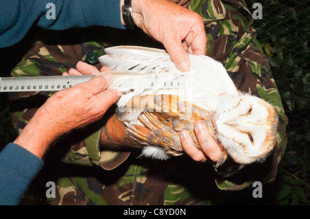 Un volontario BTO misure ali quando squilla un Barbagianni Tyto alba per il regime di squillo in Suffolk , Inghilterra , Inghilterra , Regno Unito Foto Stock