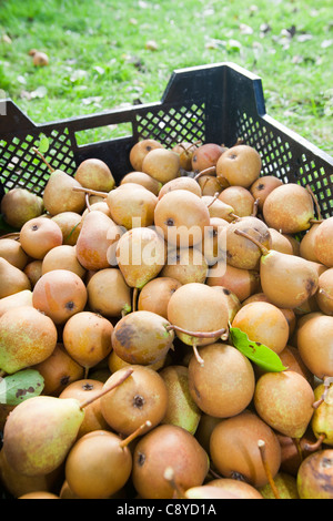 Le pere che vengono raccolte per rendere Perry in un frutteto a Acorn banca, vicino a Penrith, Cumbria, Regno Unito. Foto Stock