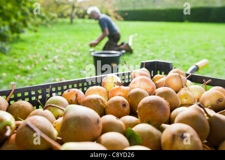 Le pere che vengono raccolte per rendere Perry in un frutteto a Acorn banca, vicino a Penrith, Cumbria, Regno Unito. Foto Stock