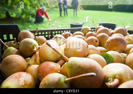 Le pere che vengono raccolte per rendere Perry in un frutteto a Acorn banca, vicino a Penrith, Cumbria, Regno Unito. Foto Stock