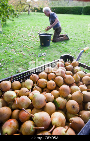 Le pere che vengono raccolte per rendere Perry in un frutteto a Acorn banca, vicino a Penrith, Cumbria, Regno Unito. Foto Stock