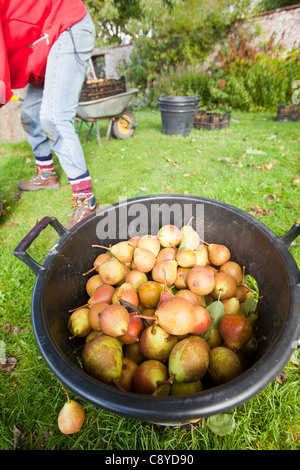 Le pere che vengono raccolte per rendere Perry in un frutteto a Acorn banca, vicino a Penrith, Cumbria, Regno Unito. Foto Stock