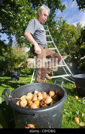 Le pere che vengono raccolte per rendere Perry in un frutteto a Acorn banca, vicino a Penrith, Cumbria, Regno Unito. Foto Stock