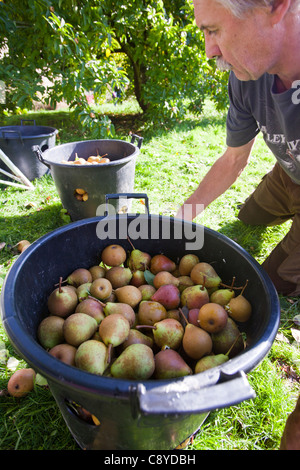 Le pere che vengono raccolte per rendere Perry in un frutteto a Acorn banca, vicino a Penrith, Cumbria, Regno Unito. Foto Stock