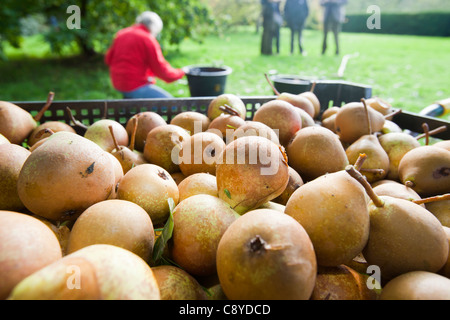 Le pere che vengono raccolte per rendere Perry in un frutteto a Acorn banca, vicino a Penrith, Cumbria, Regno Unito. Foto Stock