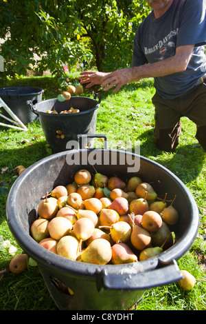 Le pere che vengono raccolte per rendere Perry in un frutteto a Acorn banca, vicino a Penrith, Cumbria, Regno Unito. Foto Stock