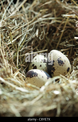 Nido con tre uova di quaglia close up Foto Stock