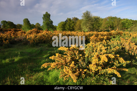 Gorse comune (Ulex Europaeus) fioritura e crescita selvaggia sulla brughiera di bordo Kinver, Staffordshire, West Midlands, Inghilterra, Foto Stock