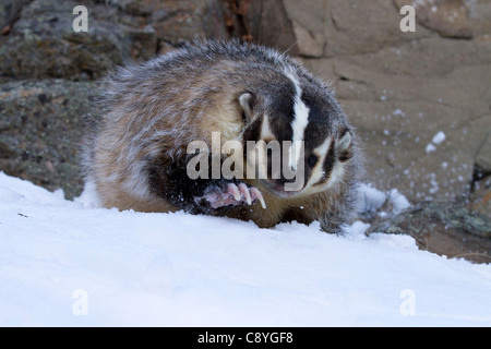 American Badger, Taxidea taxus a scavare nella neve Foto Stock