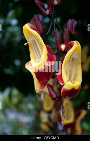 Fioritura Thumbergia mysorensis orologio indiano Vine all'Università di Cambridge Giardino Botanico Foto Stock