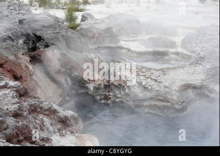 Hot piscina termale. Whakarewarewa thermal village, Isola del nord, Nuova Zelanda Foto Stock