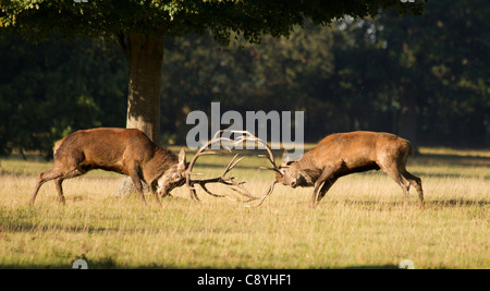 Red Deer stags, Cervus elaphus i combattimenti durante la routine Foto Stock