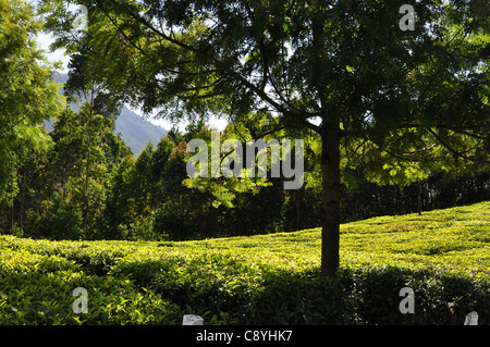 Un tea garden come si vede dall'ombra di argento quercia Foto Stock