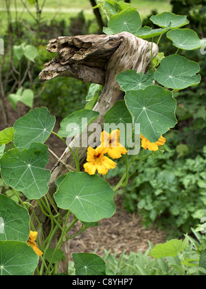 Fiore Nasturtium twining fino un vecchio tronco di albero Foto Stock