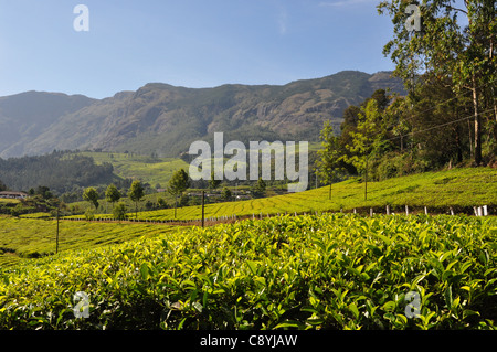 Le montagne in Munnar formano un grande sfondo per le piantagioni di tè. Foto Stock