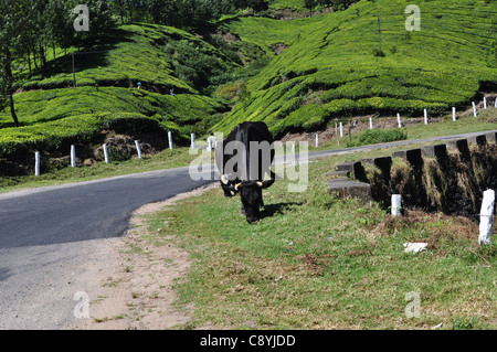 Una mucca lambisce dal lato di una strada che attraversa un tea garden Foto Stock