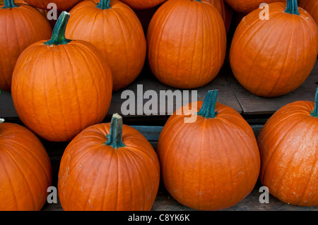 Zucche Jean Talon mercato Quebec Montreal Foto Stock