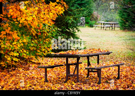 Tavolo da picnic coperta con colorati cadono le foglie, Algonquin Park, Canada. Foto Stock
