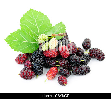 Fresche e mature di bacche di gelso con foglie isolati su sfondo bianco Foto Stock
