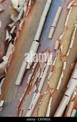 Paperbark Maple: Acer griseum. Corteccia. Foto Stock