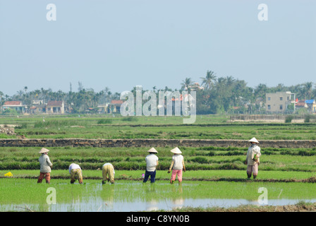 Asia, Vietnam, nr. Hoi An. Le persone che lavorano in un campo di riso vicino a Hoi An.... Foto Stock