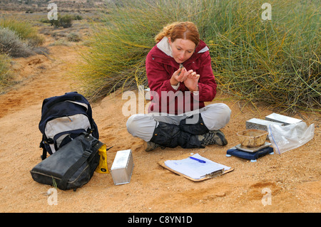 Un ricercatore sta esaminando un quattro strisce di erba Mouse, Namaqualand, Sud Africa Foto Stock