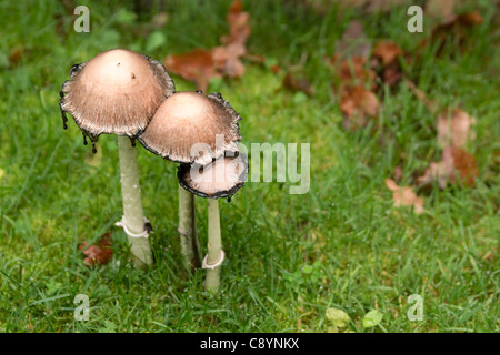 Tre giardino funghi in erba Foto Stock