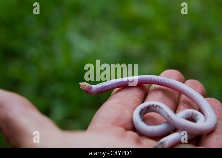 Serpente cieco strisciare in una mano di fotografi. Foto Stock