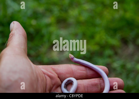 Serpente cieco strisciare in una mano di fotografi. Foto Stock