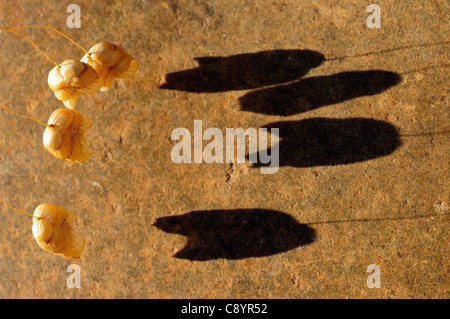 Vacilla erba (Briza maxima) e shadow. Foto Stock