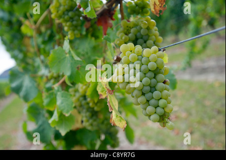 Vigneto , Marlborough, Isola del Sud, Nuova Zelanda Foto Stock