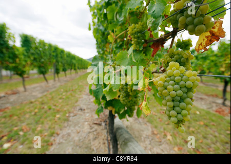 Vigneto , Marlborough, Isola del Sud, Nuova Zelanda Foto Stock