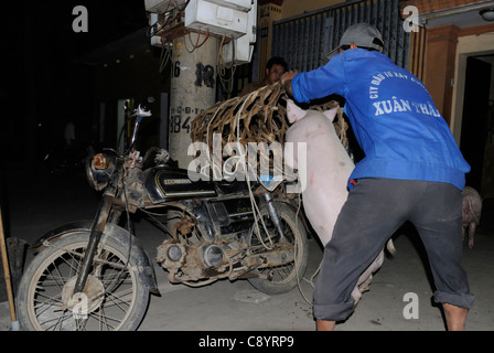 Asia, Vietnam, Ninh Binh. Il trasporto di suini viventi su una moto.... Foto Stock