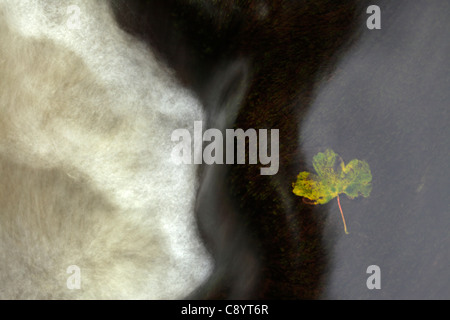 Un singolo autunno lasciare si aggrappa alle cascate nei pressi di West Burton nel Yorkshire Dales di Inghilterra Foto Stock