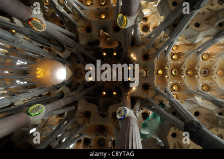 Guardando il soffitto della Basílica y Templo Expiatorio de la Sagrada Familia di Barcellona, Spagna Foto Stock