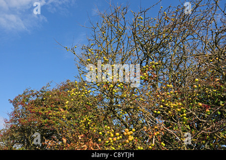 Wild mele Malus sylvestris crescente nella siepe. Settembre. Foto Stock