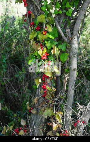 Bryony nero Tamus communis con maturi di bacche rosse ritorto intorno Albero di biancospino nella siepe. Foto Stock