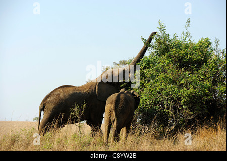 Gli elefanti africani godendo della libertà di Imire Safari Ranch in Marondera, Zimbabwe. Foto Stock