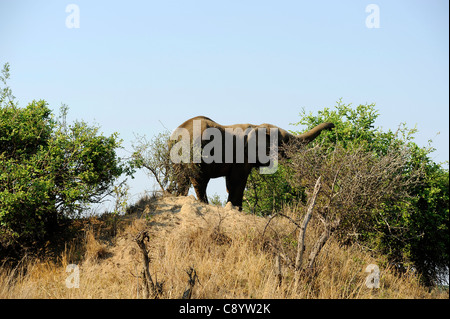 Gli elefanti africani godendo della libertà di Imire Safari Ranch in Marondera, Zimbabwe. Foto Stock