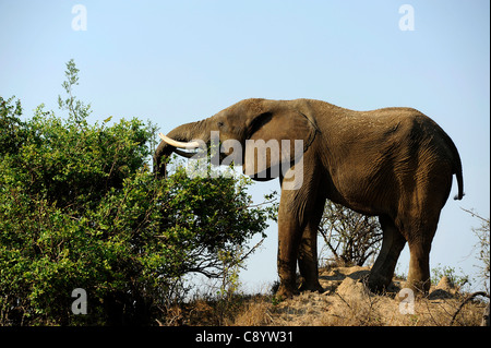 Elefante africano godendo della libertà di Imire Safari Ranch in Marondera, Zimbabwe. Foto Stock