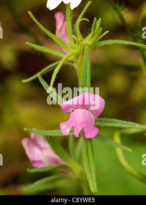 La donnola's-muso, misopates orontium Foto Stock