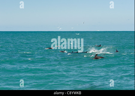 Dusky delfini nel mare intorno a Kaikoura, Nuova Zelanda Foto Stock