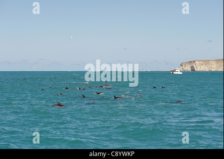 Dusky delfini nel mare intorno a Kaikoura, Nuova Zelanda Foto Stock