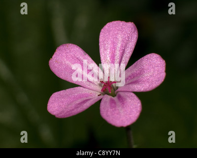 Herb robert, Geranium robertianum, orizzontale ritratto del fiore. Foto Stock
